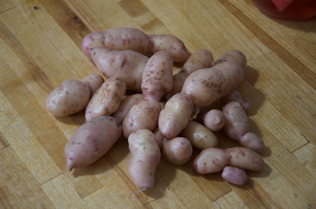 Fresh fingerling potatoes from the garden