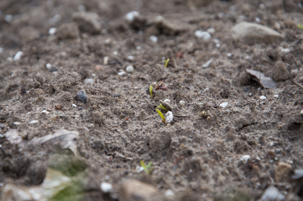 beet seeds sprouting out of freshly turned soil