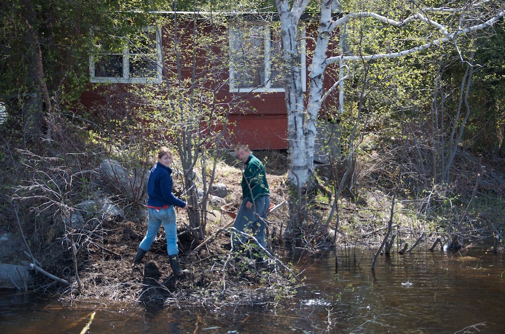 Two people standing on a mostly-deconstructed beaver lodge at the edge of a wooded bank. Behind the lodge is a red cottage. 